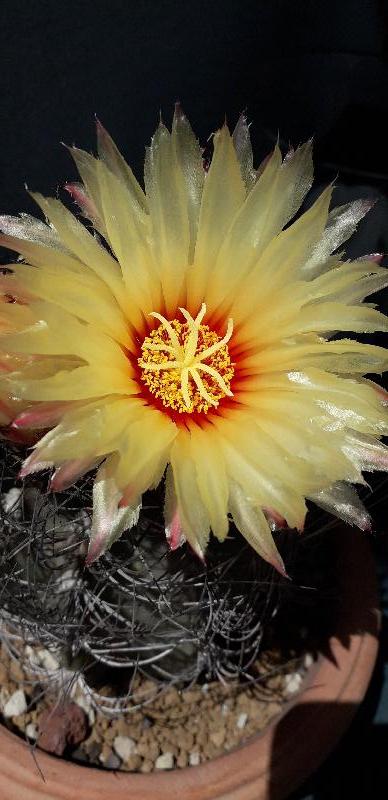 astrophytum capricorne.jpg